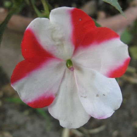 Impatiens